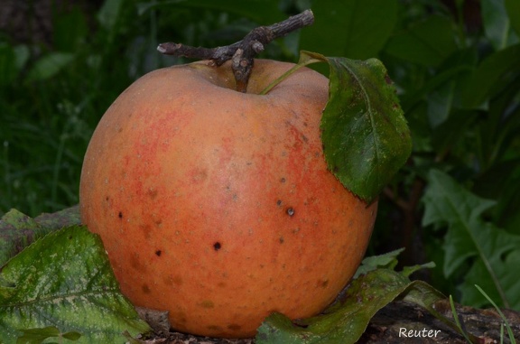 Kulturapfel (Malus domestica)